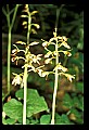 01147-00023-Puttyroot or Adam-and-Eve Orchid, Aplectum hyemale.jpg