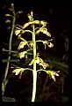 01147-00024-Puttyroot or Adam-and-Eve Orchid, Aplectum hyemale.jpg