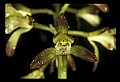 01147-00025-Puttyroot or Adam-and-Eve Orchid, Aplectum hyemale.jpg