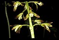 01147-00026-Puttyroot or Adam-and-Eve Orchid, Aplectum hyemale.jpg