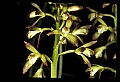 01147-00027-Puttyroot or Adam-and-Eve Orchid, Aplectum hyemale.jpg