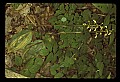 01147-00030-Puttyroot or Adam-and-Eve Orchid, Aplectum hyemale.jpg
