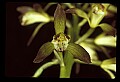 01147-00031-Puttyroot or Adam-and-Eve Orchid, Aplectum hyemale.jpg