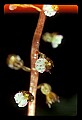 01150-00003-Late Coralroot, Corallorhiza odontorhiza.jpg