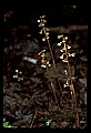 01150-00004-Late Coralroot, Corallorhiza odontorhiza.jpg