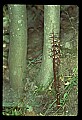 01150-00010-Late Coralroot, Corallorhiza odontorhiza.jpg