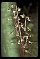 01150-00013-Late Coralroot, Corallorhiza odontorhiza.jpg