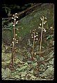 01150-00014-Late Coralroot, Corallorhiza odontorhiza.jpg