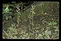 01150-00017-Late Coralroot, Corallorhiza odontorhiza.jpg
