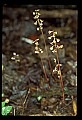 01150-00023-Late Coralroot, Corallorhiza odontorhiza.jpg