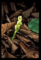 01152-00006--Early Coralroot, Corallorhiza trifida.jpg