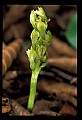 01152-00007--Early Coralroot, Corallorhiza trifida.jpg