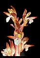 01153-00001-Large Coralroot, Corallorhiza maculata.jpg
