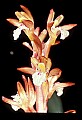 01153-00002-Large Coralroot, Corallorhiza maculata.jpg