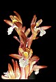 01153-00003-Large Coralroot, Corallorhiza maculata.jpg