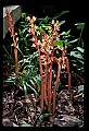 01153-00004-Large Coralroot, Corallorhiza maculata.jpg