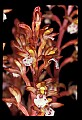 01153-00005-Large Coralroot, Corallorhiza maculata.jpg