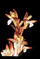 01153-00006-Large Coralroot, Corallorhiza maculata.jpg