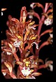 01153-00007-Large Coralroot, Corallorhiza maculata.jpg