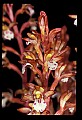 01153-00008-Large Coralroot, Corallorhiza maculata.jpg