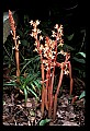 01153-00009-Large Coralroot, Corallorhiza maculata.jpg