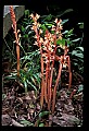 01153-00010-Large Coralroot, Corallorhiza maculata.jpg