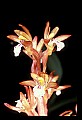 01153-00011-Large Coralroot, Corallorhiza maculata.jpg