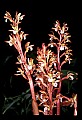 01153-00012-Large Coralroot, Corallorhiza maculata.jpg