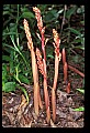 01153-00013-Large Coralroot, Corallorhiza maculata.jpg