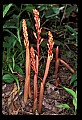 01153-00014-Large Coralroot, Corallorhiza maculata.jpg