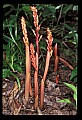 01153-00015-Large Coralroot, Corallorhiza maculata.jpg