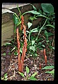 01153-00016-Large Coralroot, Corallorhiza maculata.jpg