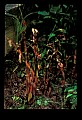 01153-00017-Large Coralroot, Corallorhiza maculata.jpg