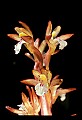 01153-00018-Large Coralroot, Corallorhiza maculata.jpg