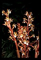 01153-00019-Large Coralroot, Corallorhiza maculata.jpg