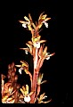 01153-00020-Large Coralroot, Corallorhiza maculata.jpg