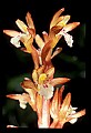01153-00021-Large Coralroot, Corallorhiza maculata.jpg