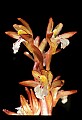 01153-00022-Large Coralroot, Corallorhiza maculata.jpg