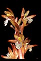 01153-00023-Large Coralroot, Corallorhiza maculata.jpg