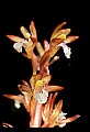 01153-00024-Large Coralroot, Corallorhiza maculata.jpg
