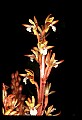 01153-00025-Large Coralroot, Corallorhiza maculata.jpg