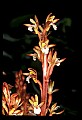 01153-00026-Large Coralroot, Corallorhiza maculata.jpg