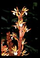 01153-00027-Large Coralroot, Corallorhiza maculata.jpg