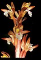 01153-00028-Large Coralroot, Corallorhiza maculata.jpg