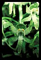 01160-00002-Round-leaved Orchid, Platanthera orbiculata.jpg