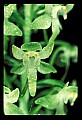 01160-00004-Round-leaved Orchid, Platanthera orbiculata.jpg