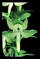 01160-00005-Round-leaved Orchid, Platanthera orbiculata.jpg