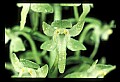 01160-00008-Round-leaved Orchid, Platanthera orbiculata.jpg