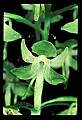 01160-00009-Round-leaved Orchid, Platanthera orbiculata.jpg