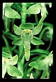 01160-00010-Round-leaved Orchid, Platanthera orbiculata.jpg